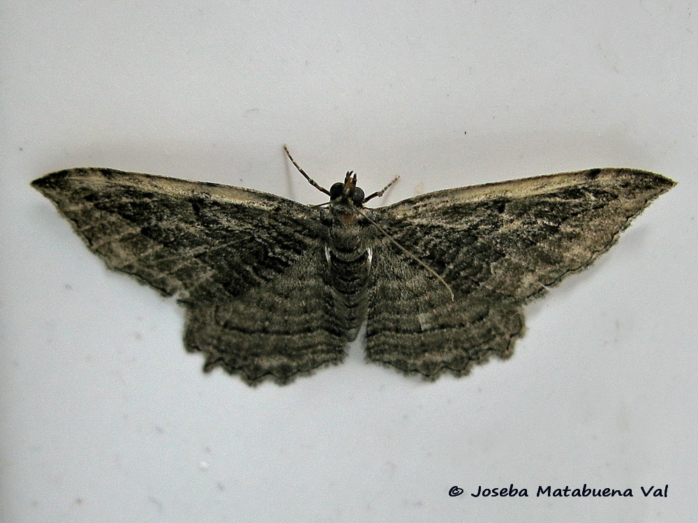 Philereme transversata - Geometridae